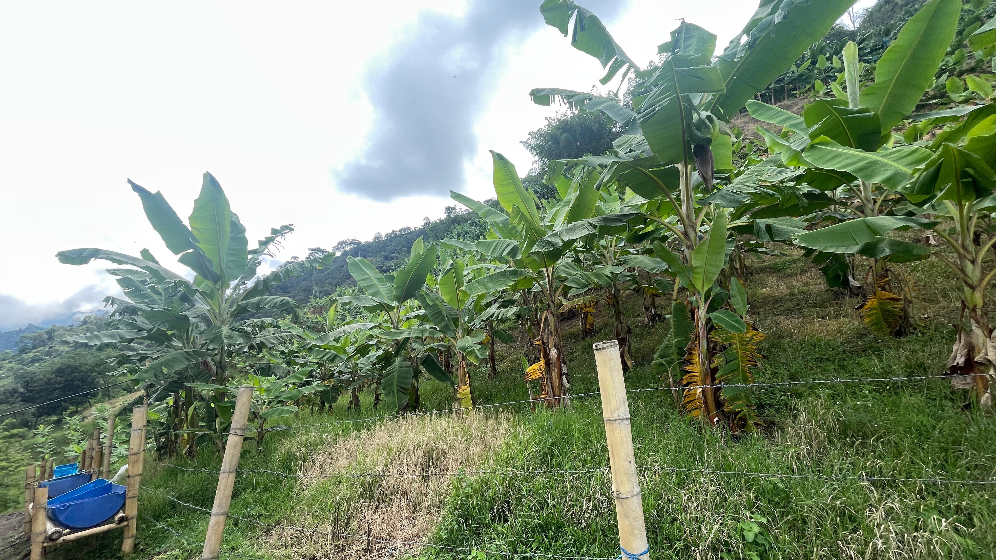 Foto de Finca en Venta en La cabaña, Manizales - 12 - 279062726