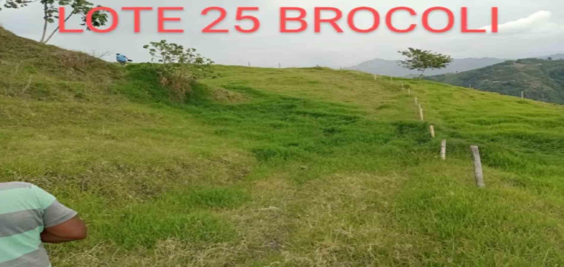 Foto de Lote / terreno en Venta en Vereda armenia , Neira - 6 - 279026013