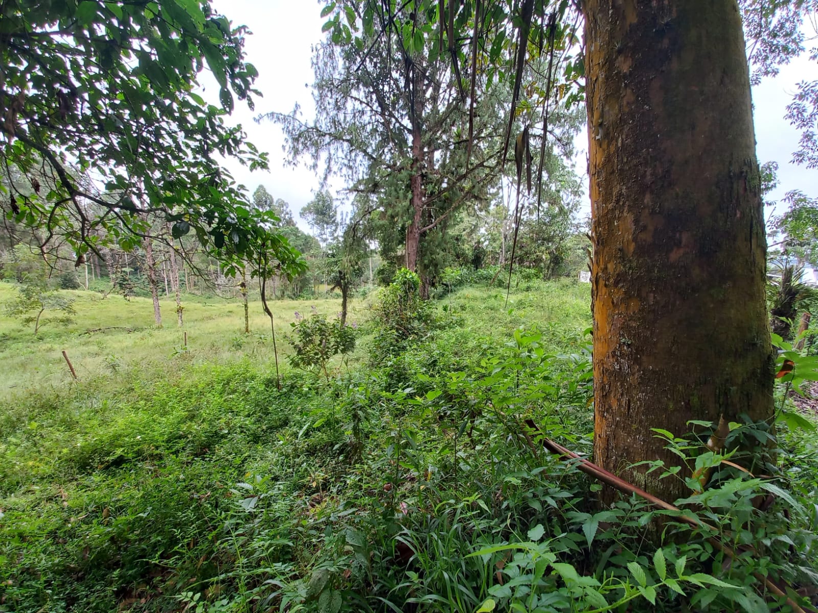 Foto de Lote / terreno en Venta en Via armenia, Pereira - 16 - 279066674