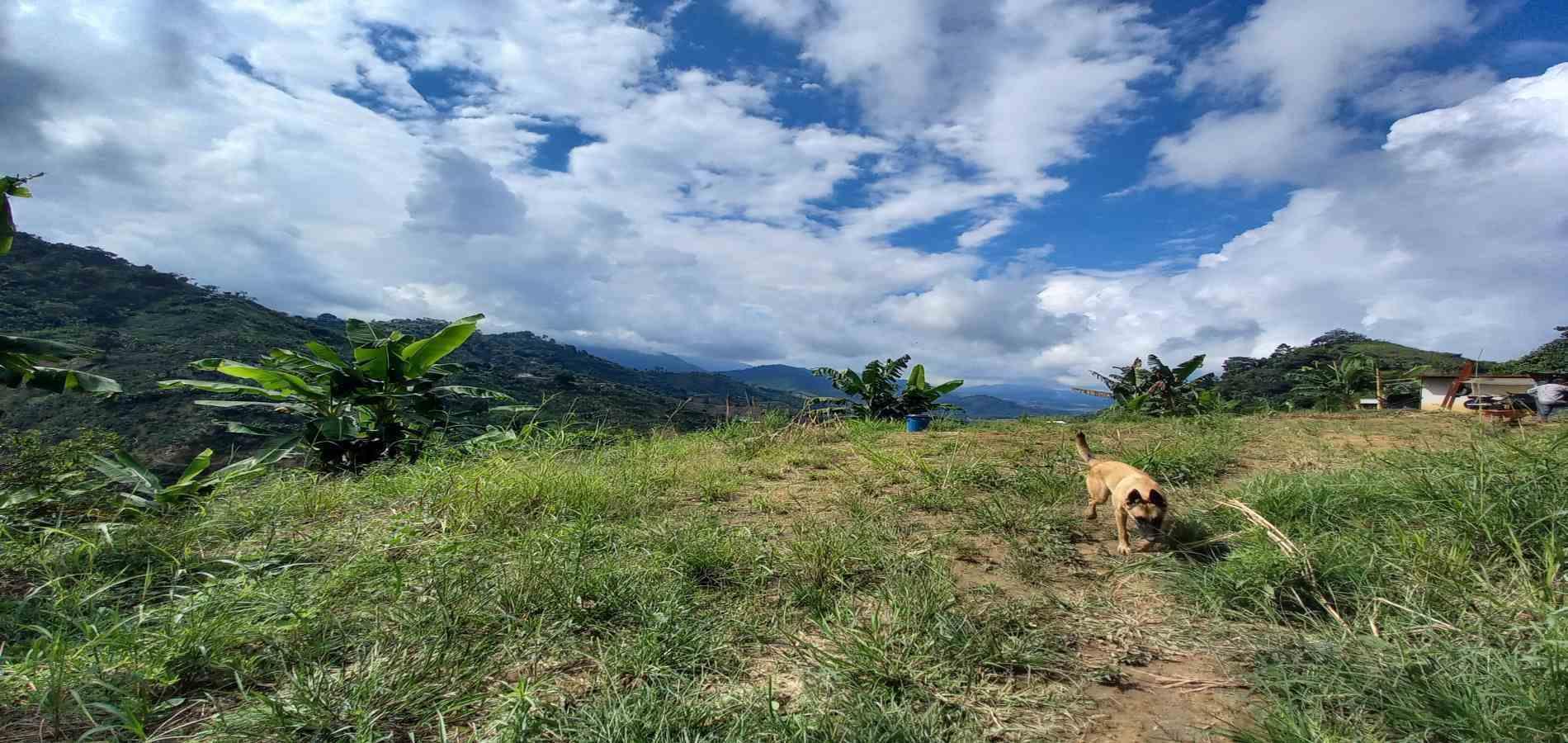 Foto de Finca en Venta en San peregrino, Manizales - 27 - 279061656