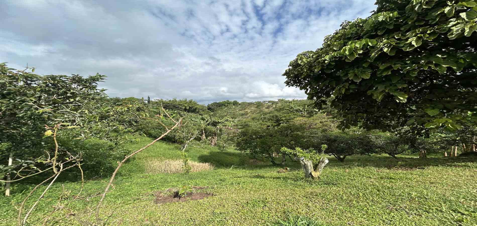 Foto de Finca en Venta en Morelia, Pereira - 34 - 279067012