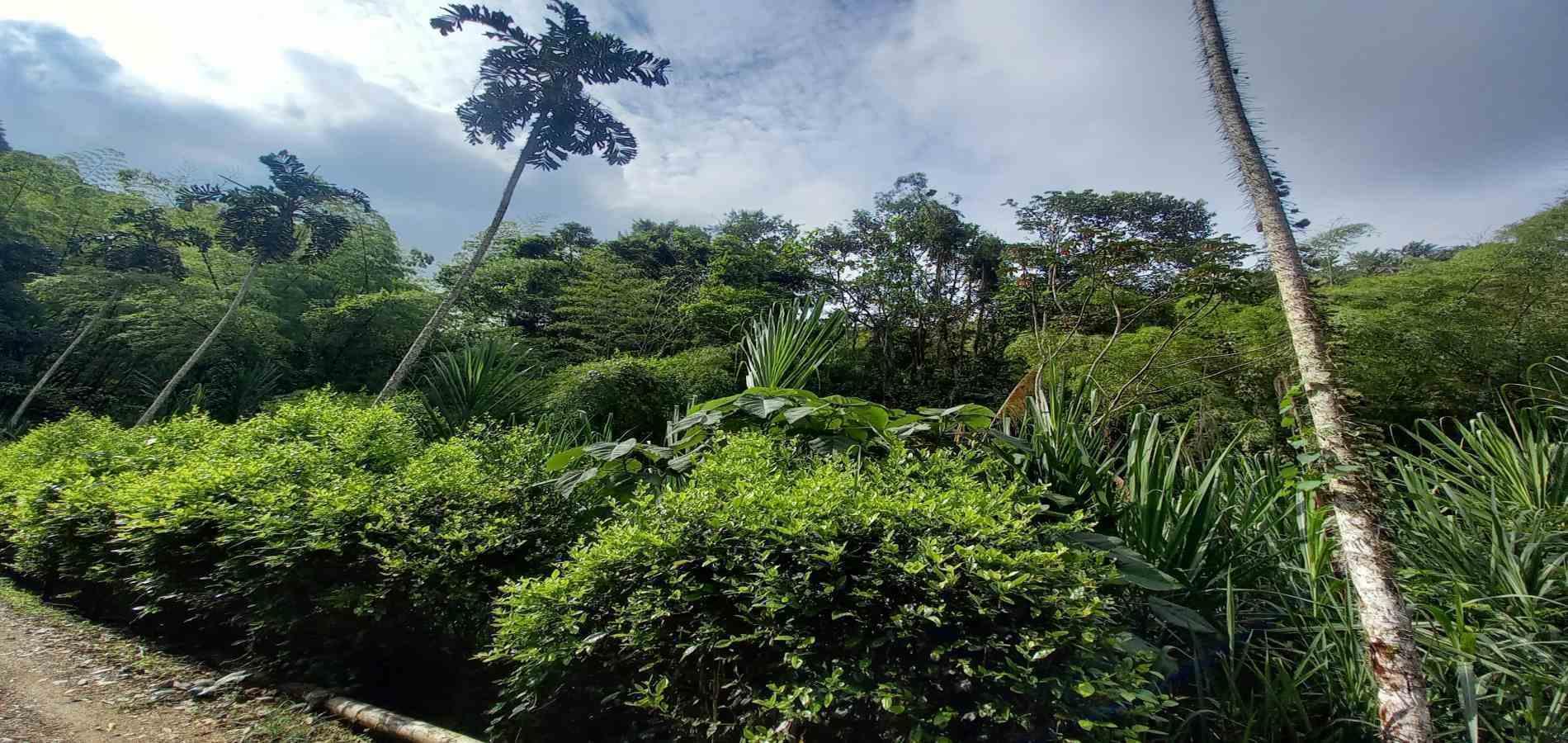 Foto de Lote / terreno en Venta en Vereda la trinidad, Manizales - 13 - 279062689