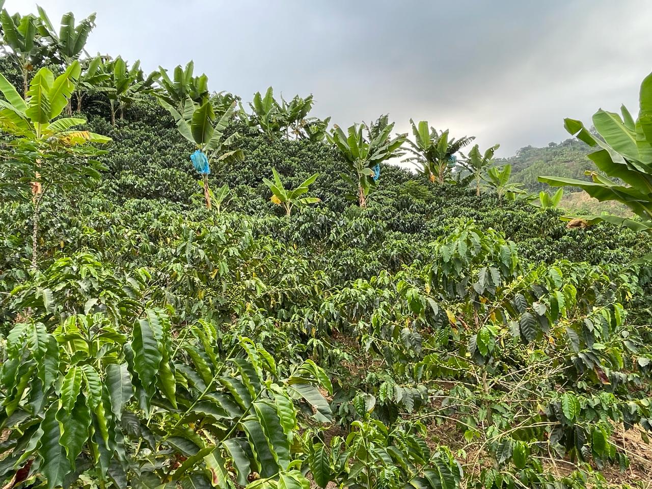 Foto de Finca en Venta en La insula, Chinchina - 5 - 279056370