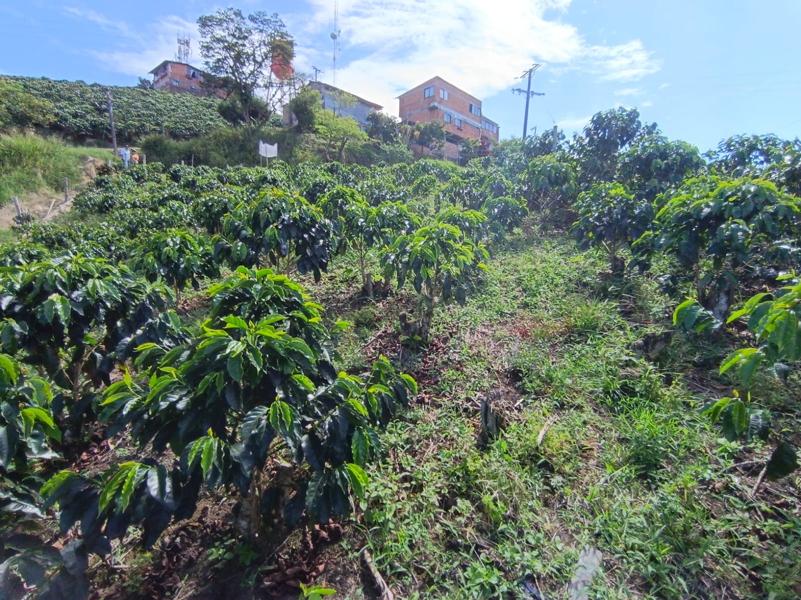 Foto de Lote / terreno en Venta en Las pavas, Manizales - 3 - 279067665
