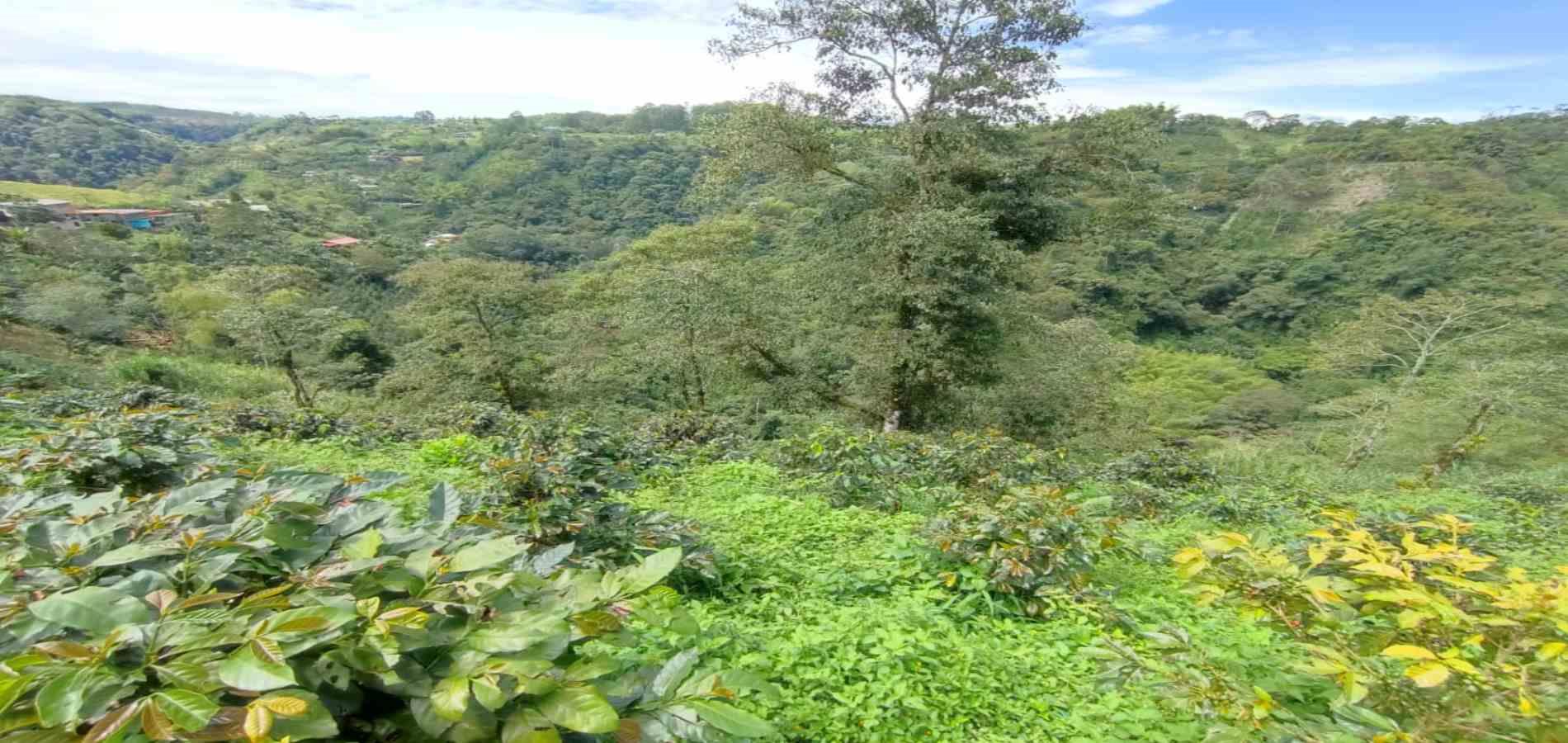 Foto de Finca en Venta en Vereda condina, Pereira - 5 - 279064120