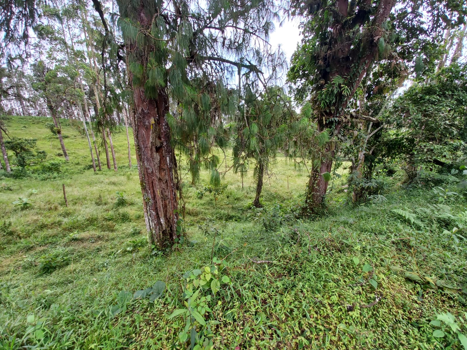 Foto de Lote / terreno en Venta en Via armenia, Pereira - 6 - 279066674