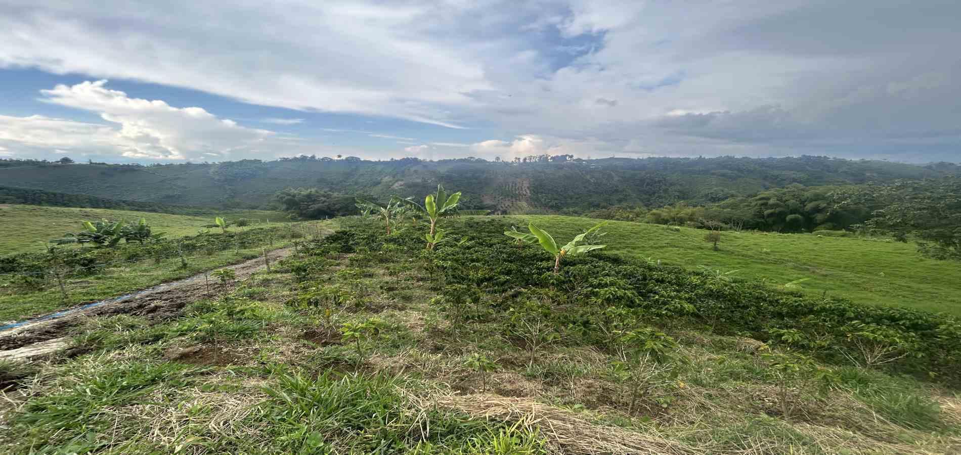 Foto de Finca en Venta en Vereda el placer, Pereira - 7 - 279066578