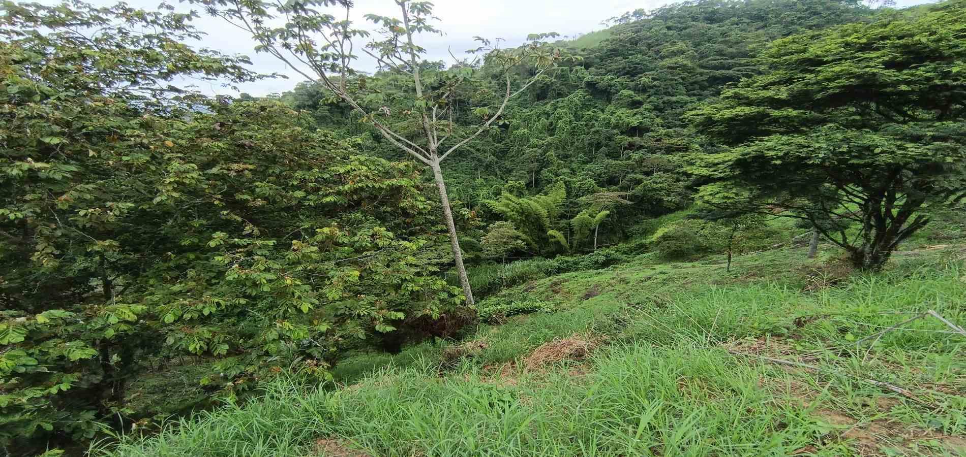 Foto de Lote / terreno en Venta en Vereda minitas , Manizales - 4 - 279068548