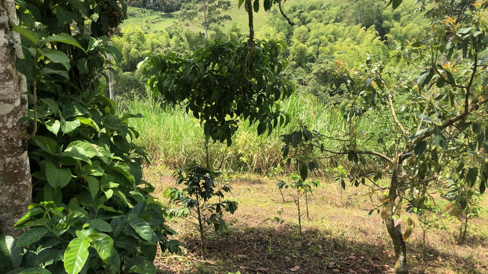 Foto de Lote / terreno en Venta en Dosquebradas, Dosquebradas - 4 - 279053267