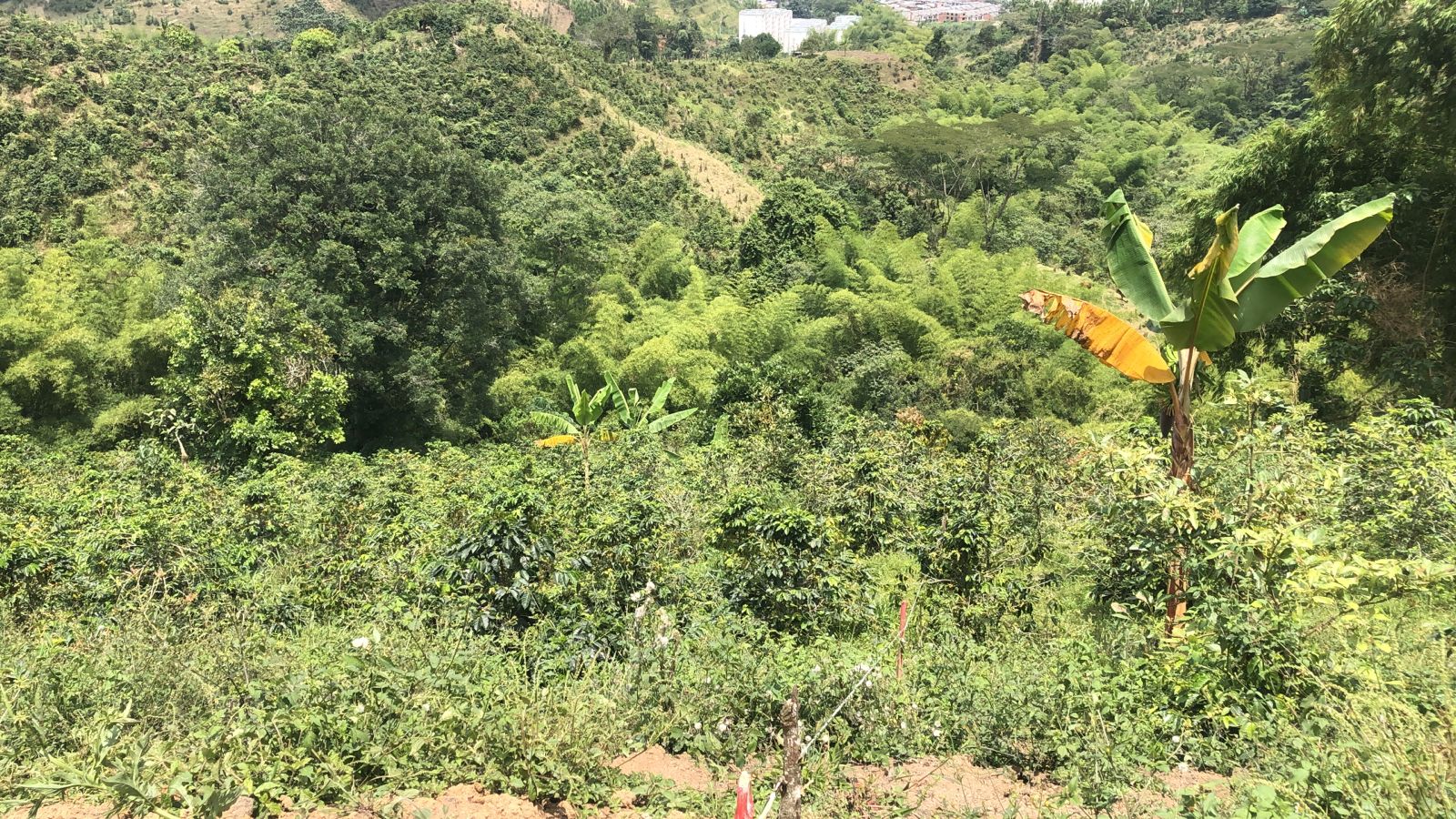 Foto de Lote / terreno en Venta en Dosquebradas, Dosquebradas - 18 - 279053269