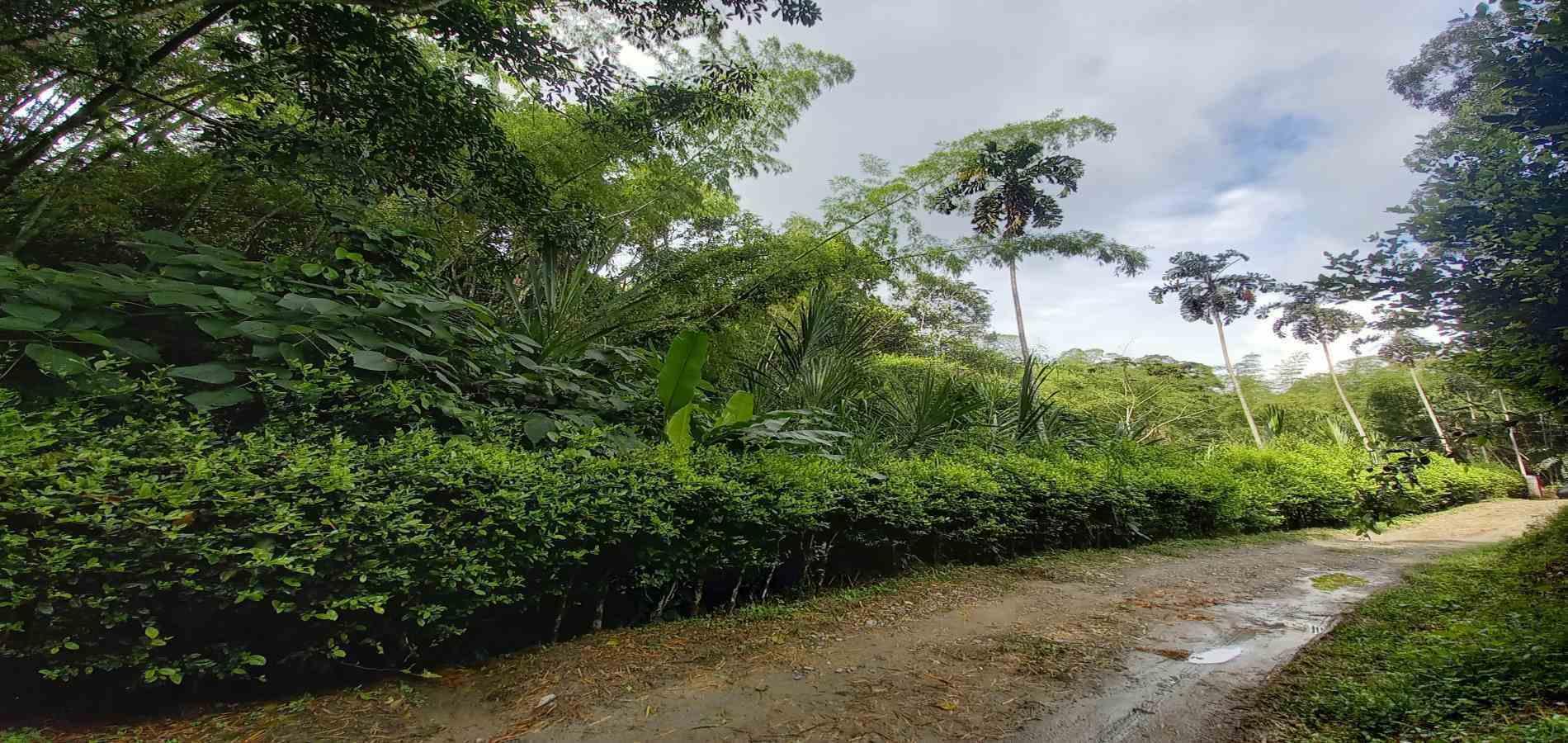 Foto de Lote / terreno en Venta en Vereda la trinidad, Manizales - 8 - 279062689