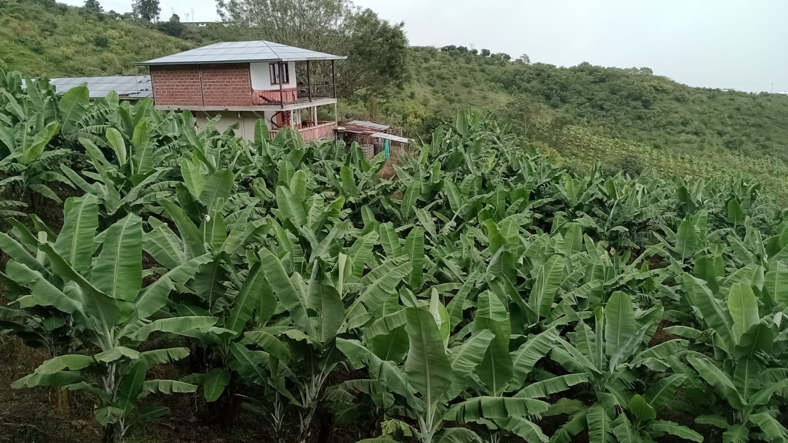 Foto de Finca en Venta en Vereda portochelo, Salamina - 2 - 279066973