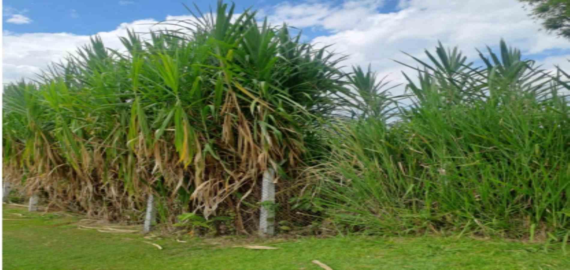 Foto de Lote / terreno en Venta en Las pavas, Manizales - 7 - 279059784