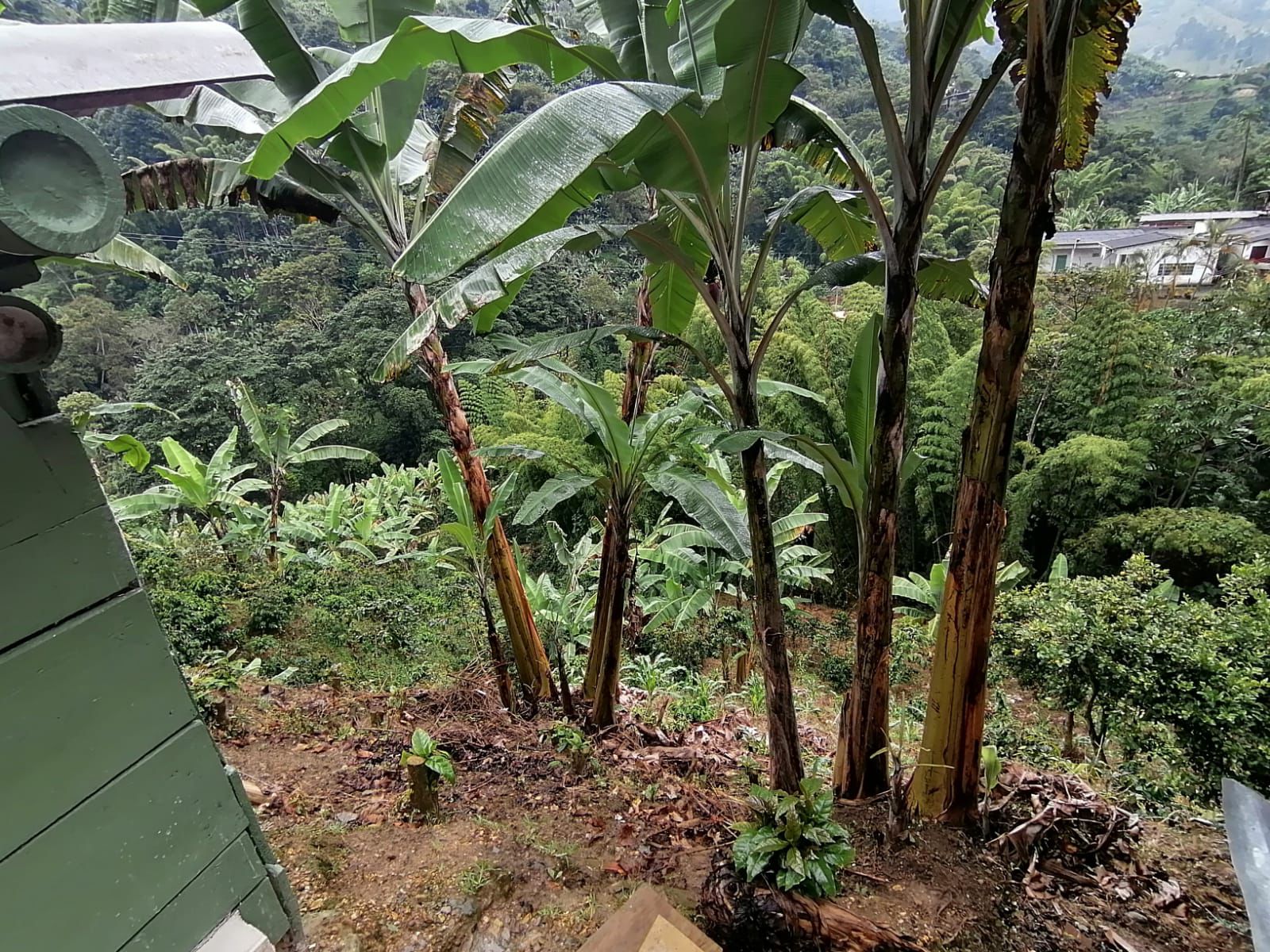 Foto de Finca en Venta en Maracas, Neira - 1 - 279063622