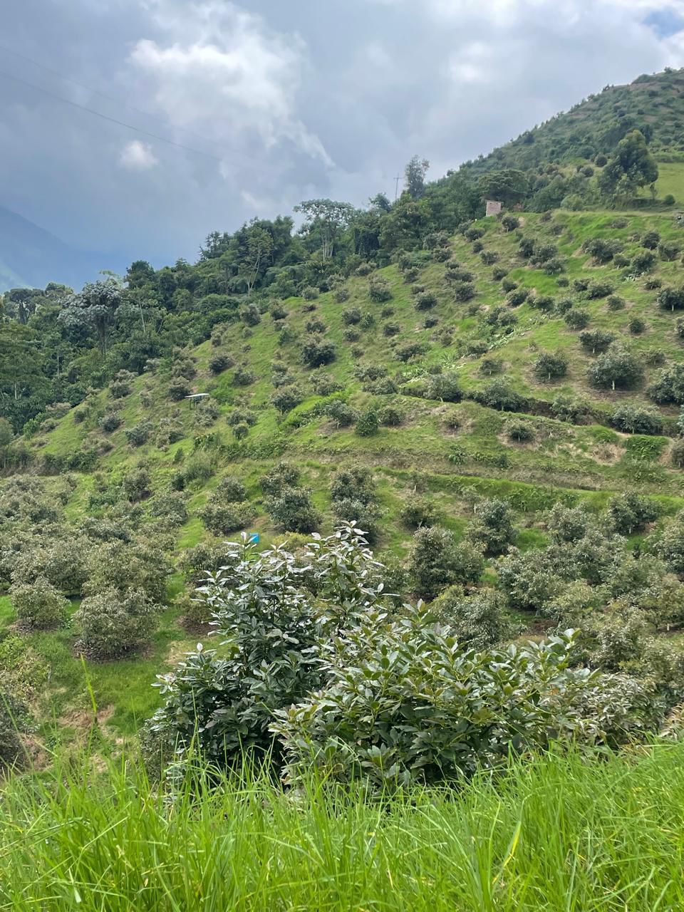 Foto de Finca en Venta en Turin, Villamaria - 5 - 279063796