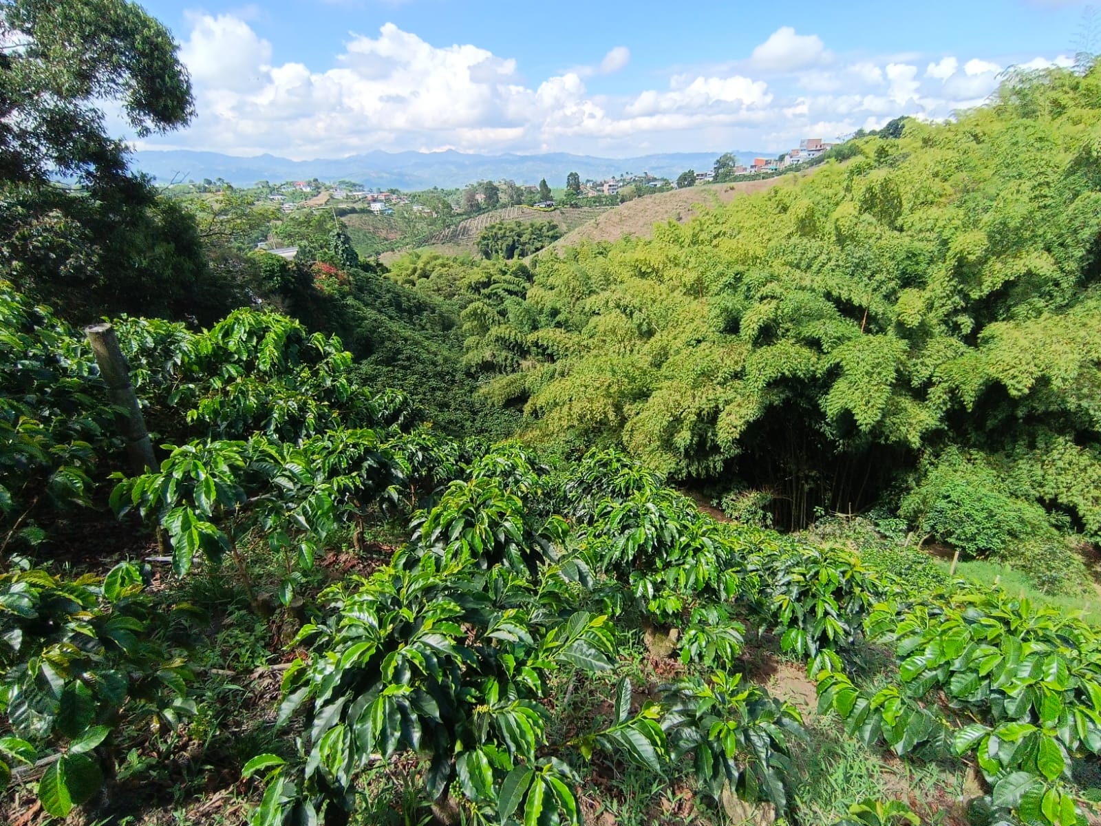 Foto de Lote / terreno en Venta en Las pavas, Manizales - 4 - 279067665