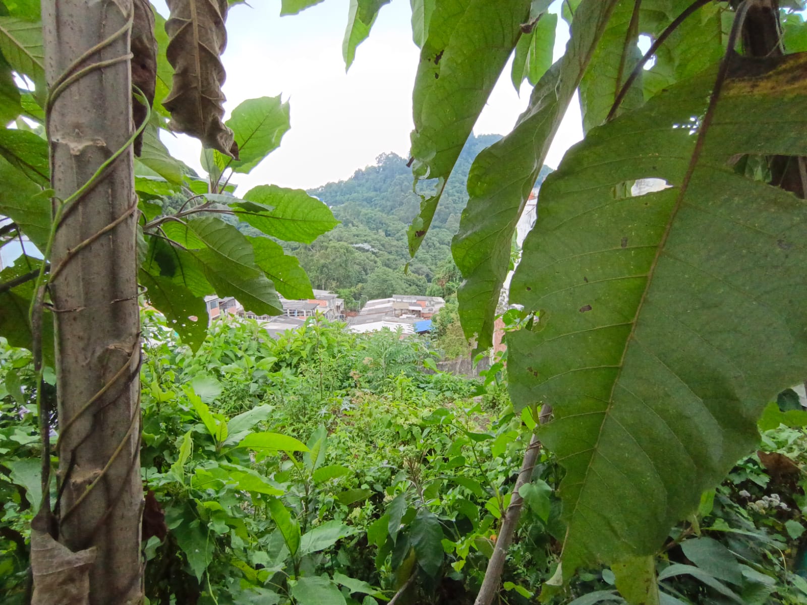 Foto de Lote / terreno en Venta en Fátima, Manizales - 4 - 279068979