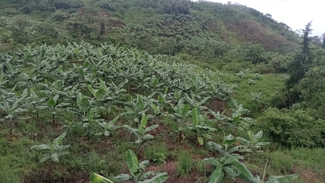 Foto de Finca para Venta en Vereda portochelo, Salamina - 279066973