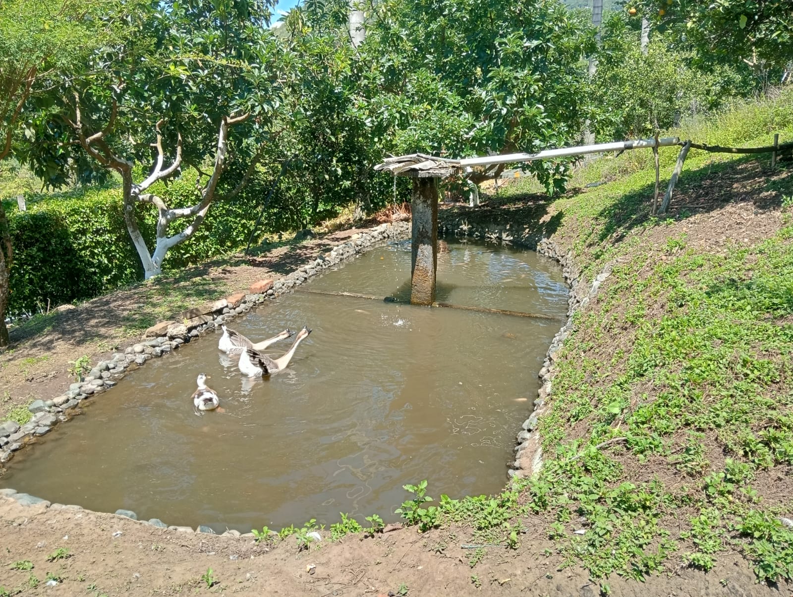 Foto de Finca en Venta en Anserma, Anserma - 12 - 279070221