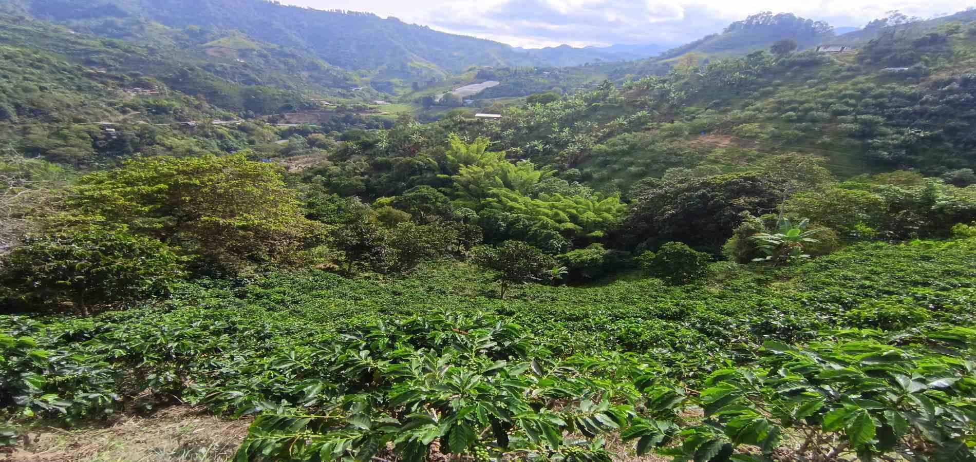 Foto de Finca en Venta en Vereda la palma , Manizales - 7 - 279069356