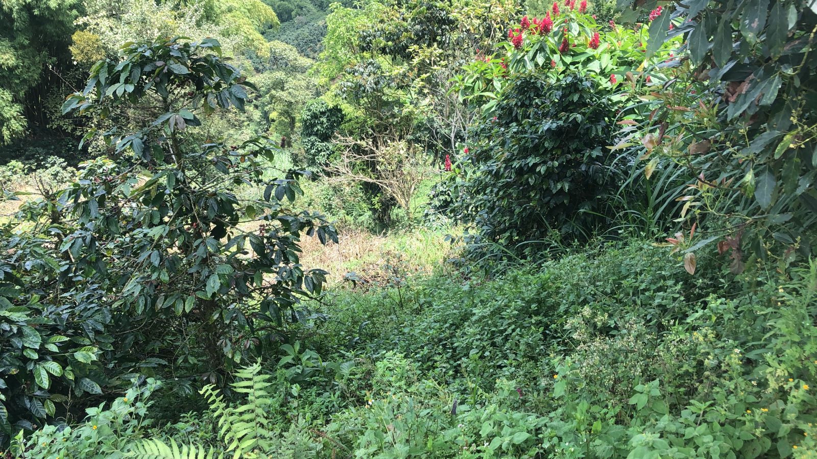 Foto de Lote / terreno en Venta en Dosquebradas, Dosquebradas - 8 - 279053272