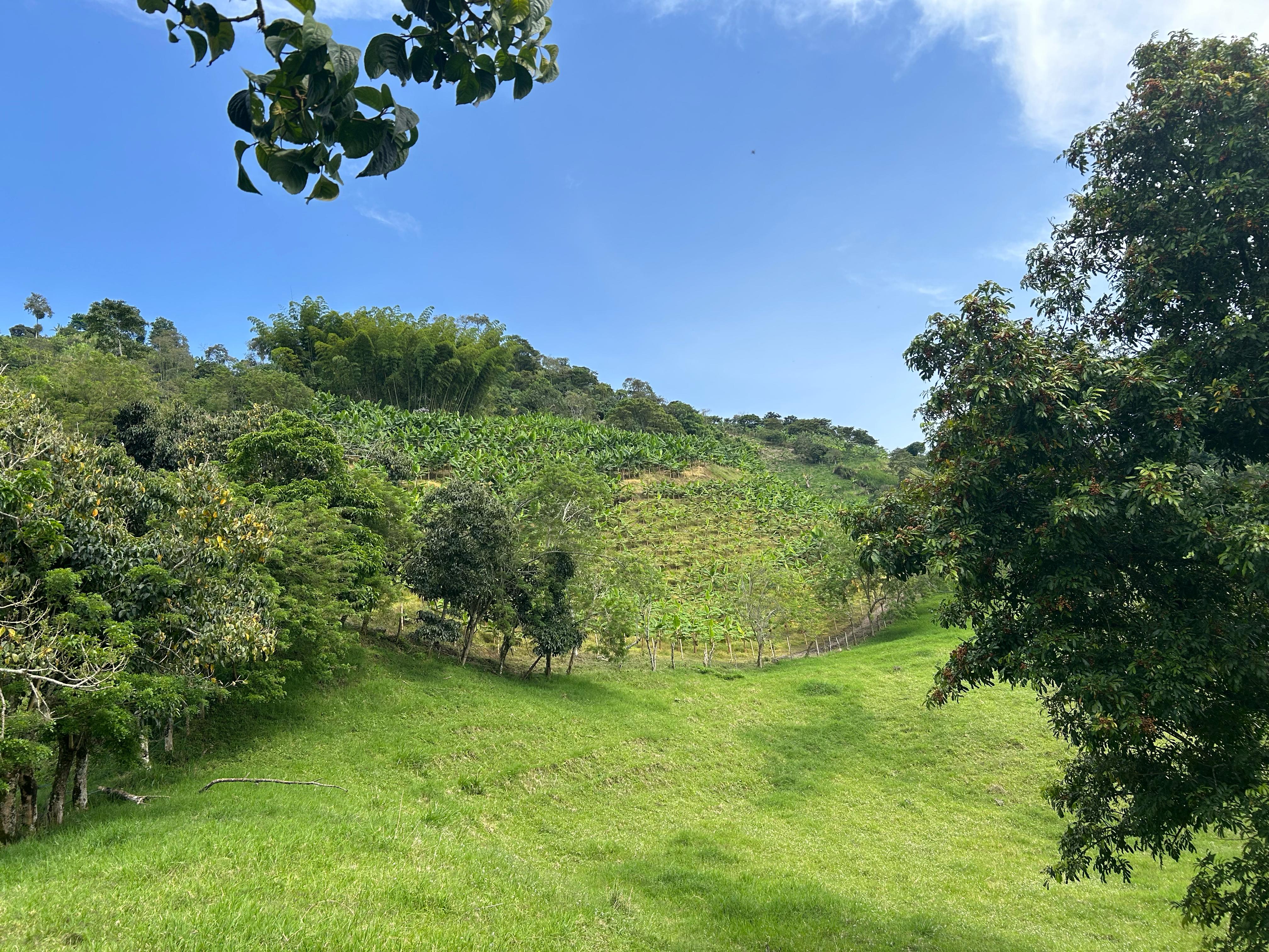 Foto de Finca en Venta en La cabaña, Manizales - 26 - 279062726