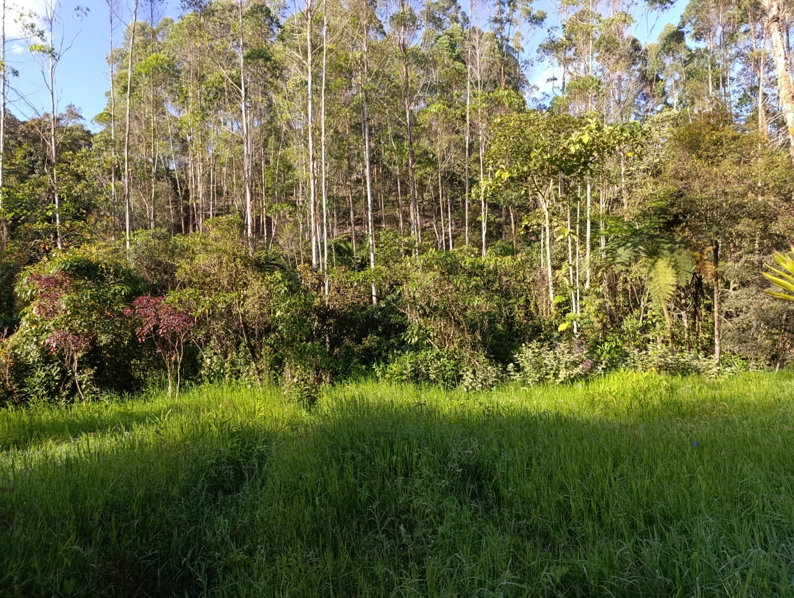 Foto de Lote / terreno en Venta en Santa rosa de cabal, Santa rosa de cabal - 1 - 279064480