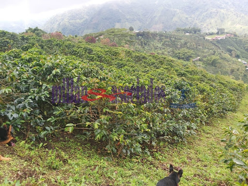 Foto de Finca en Venta en Vereda san luis , Filadelfia - 2 - 279013551