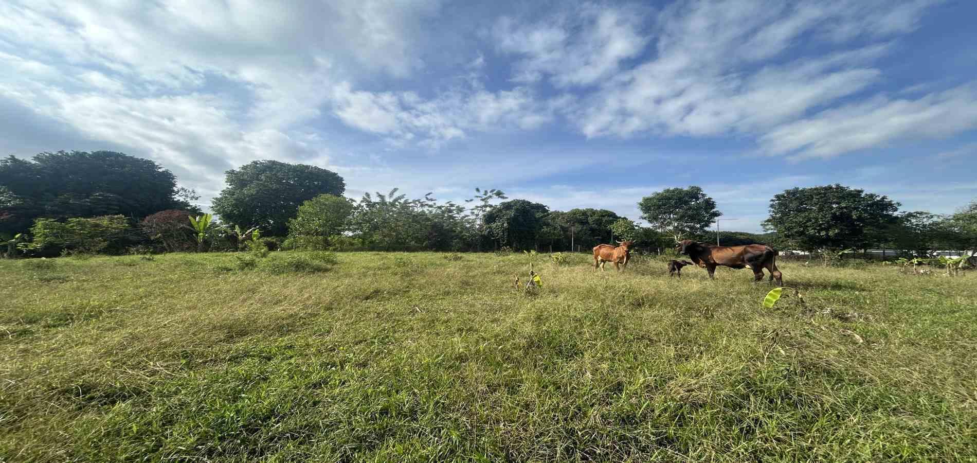 Foto de Lote / terreno en Venta en Cerritos / sector el tigre, Pereira - 5 - 279066751