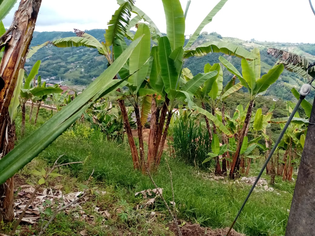 Foto de Finca en Venta en La florida, Pereira - 6 - 279060579