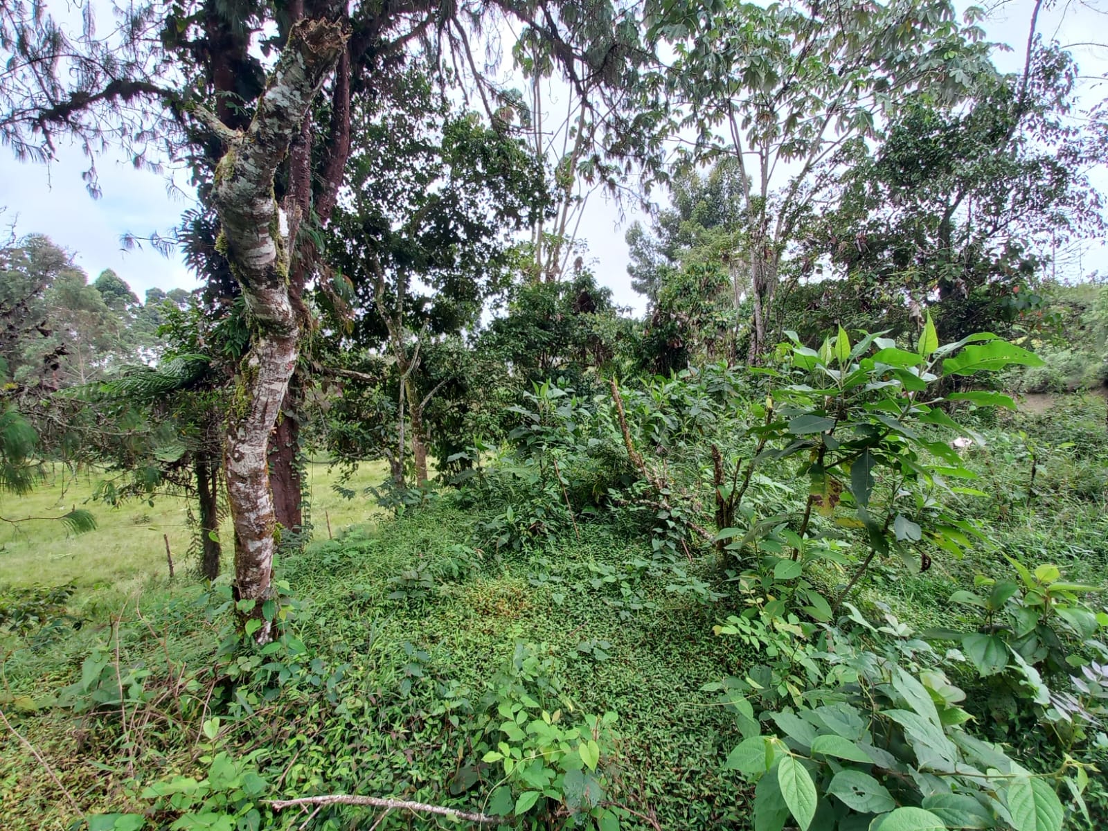 Foto de Lote / terreno en Venta en Via armenia, Pereira - 11 - 279066674