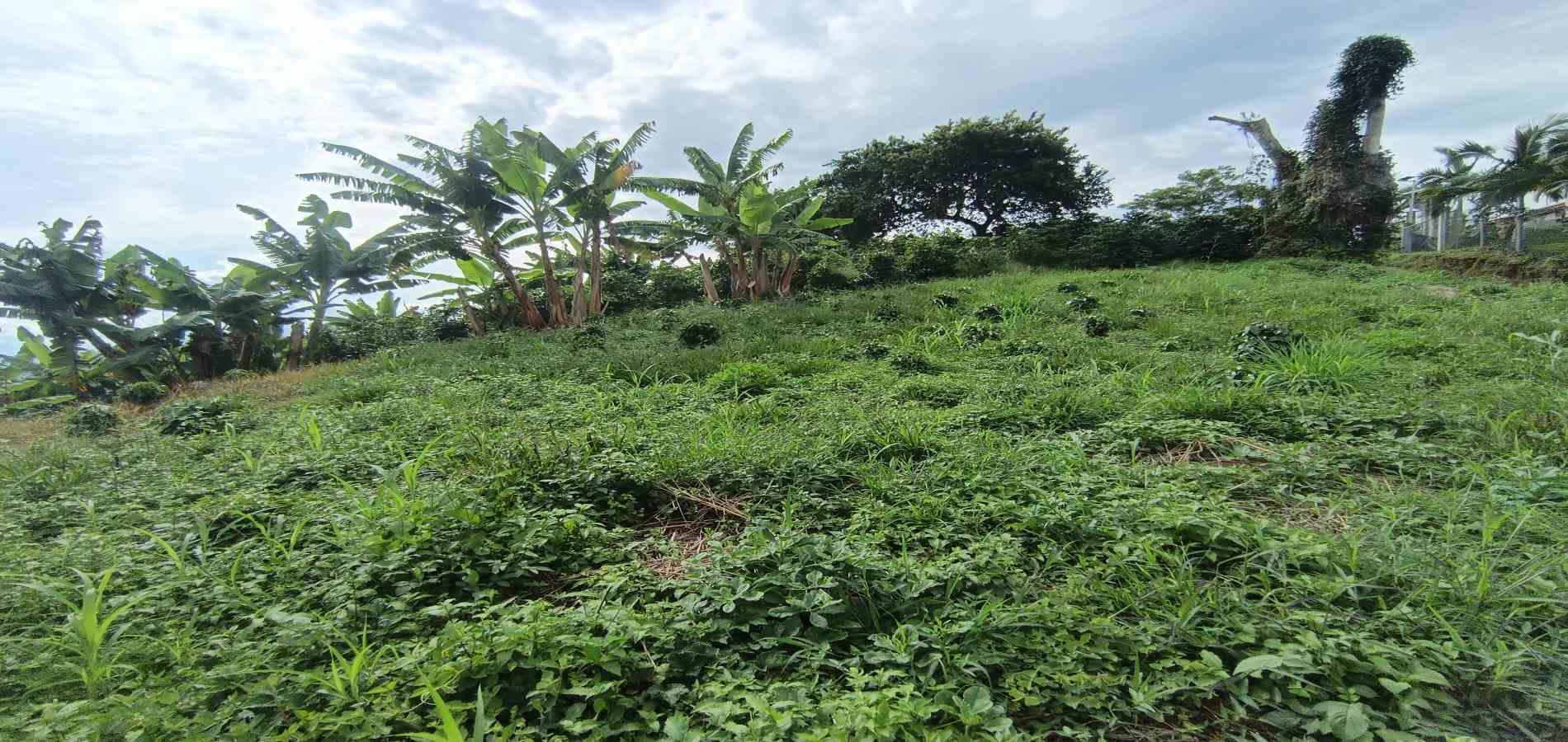 Foto de Lote / terreno en Venta en San peregrino, Manizales - 19 - 279068552