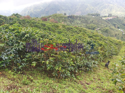 Foto de Finca en Venta en Vereda san luis , Filadelfia - 12 - 279013551
