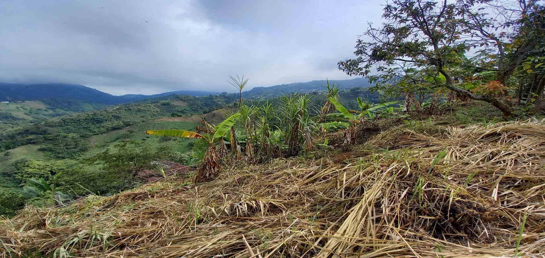 Foto de Finca en Venta en Vereda la argelia, Manizales - 10 - 279066671