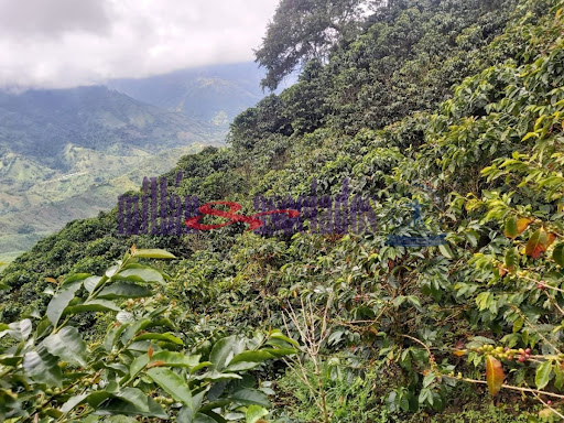 Foto de Finca en Venta en Vereda san luis , Filadelfia - 9 - 279013551