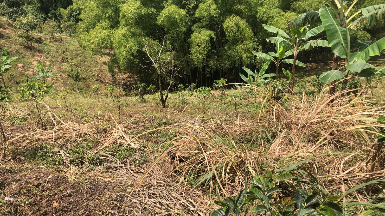 Foto de Lote / terreno en Venta en Dosquebradas, Dosquebradas - 7 - 279053269