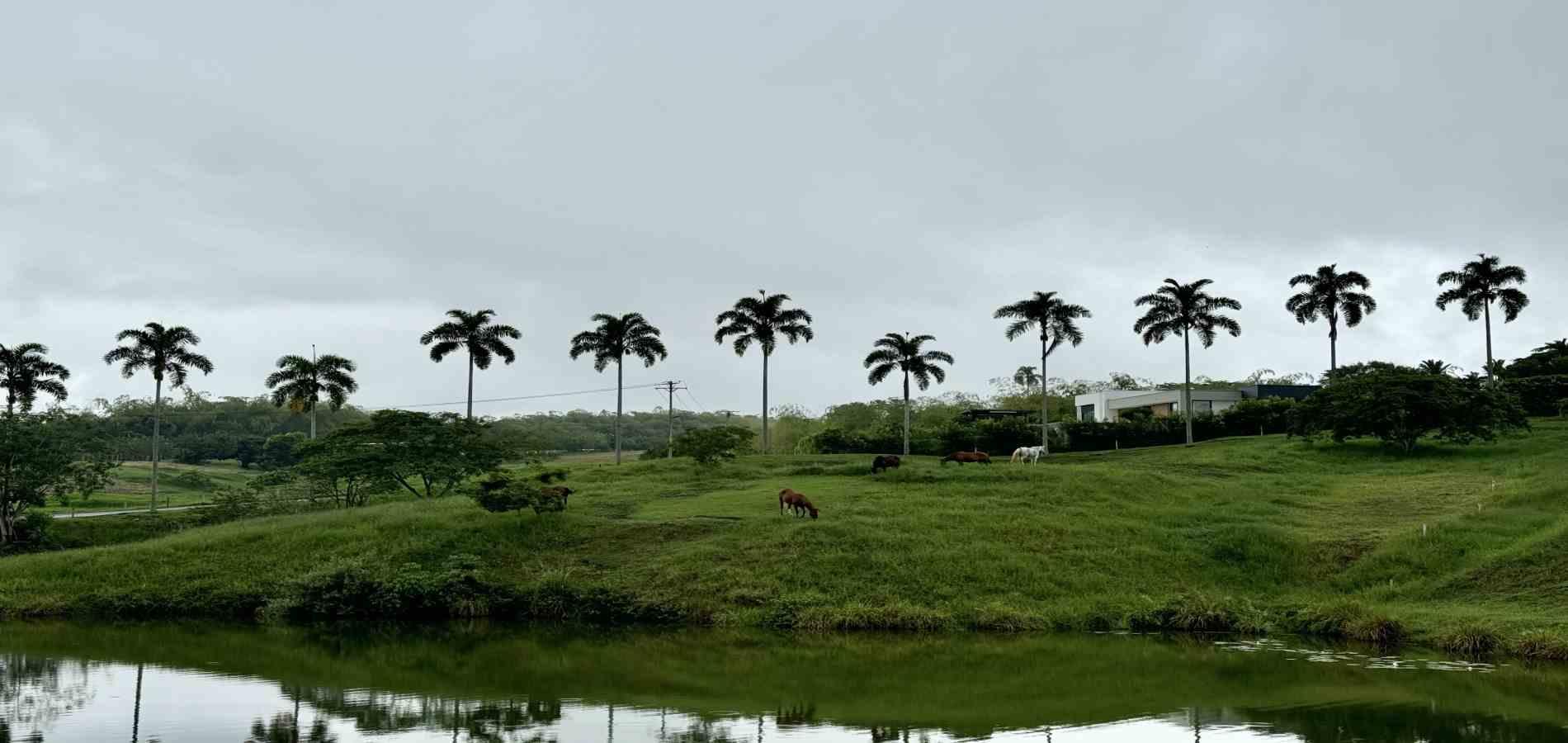 Foto de Lote / terreno en Venta en Cerritos, Pereira - 3 - 279059921