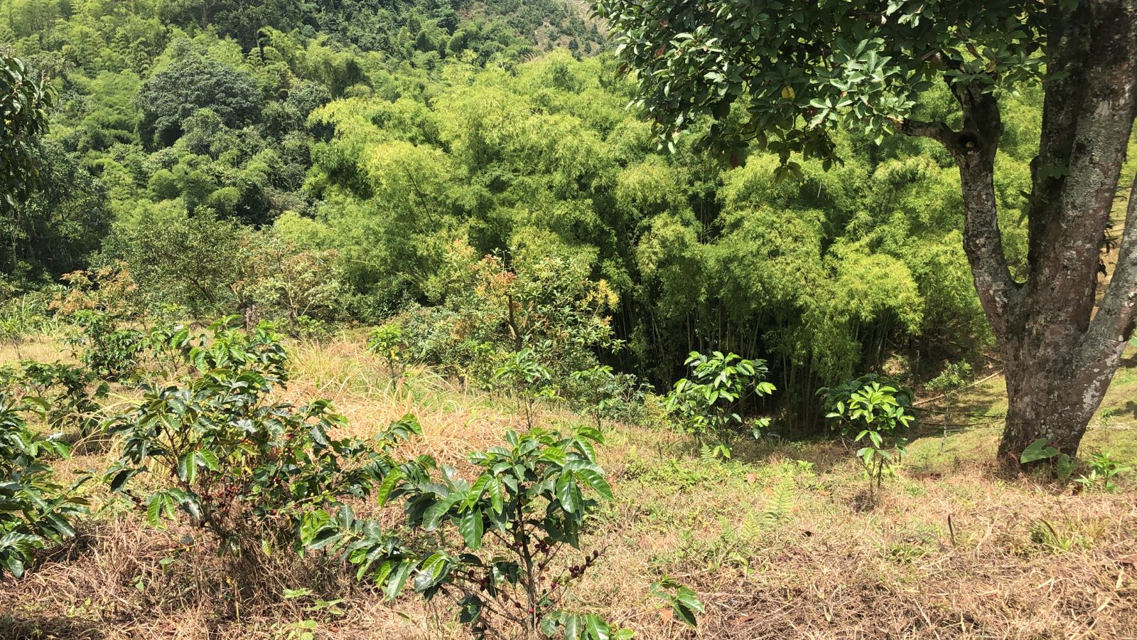 Foto de Lote / terreno en Venta en Dosquebradas, Dosquebradas - 9 - 279053267