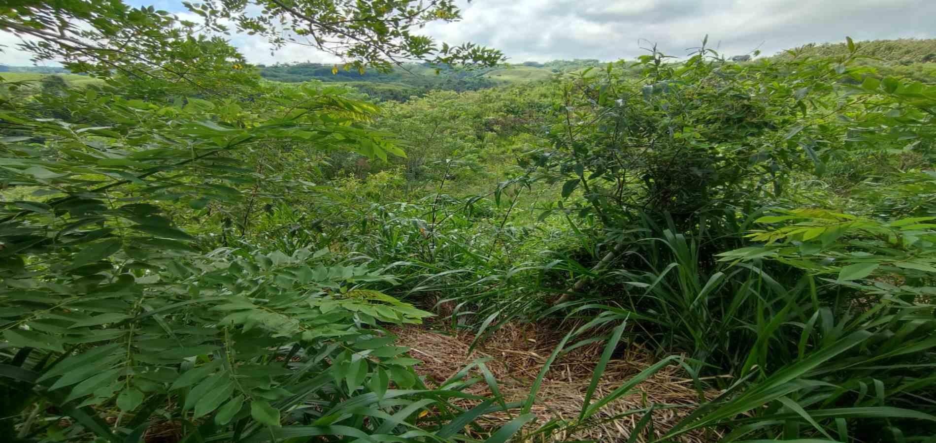 Foto de Lote / terreno en Venta en Cerritos, Pereira - 2 - 279063220