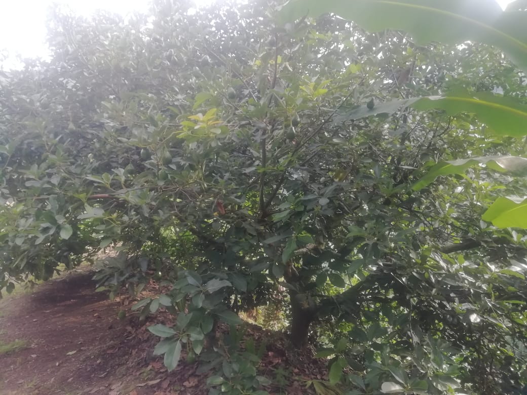Foto de Finca en Venta en Vereda la esmeralda , Manzanares - 6 - 279057445