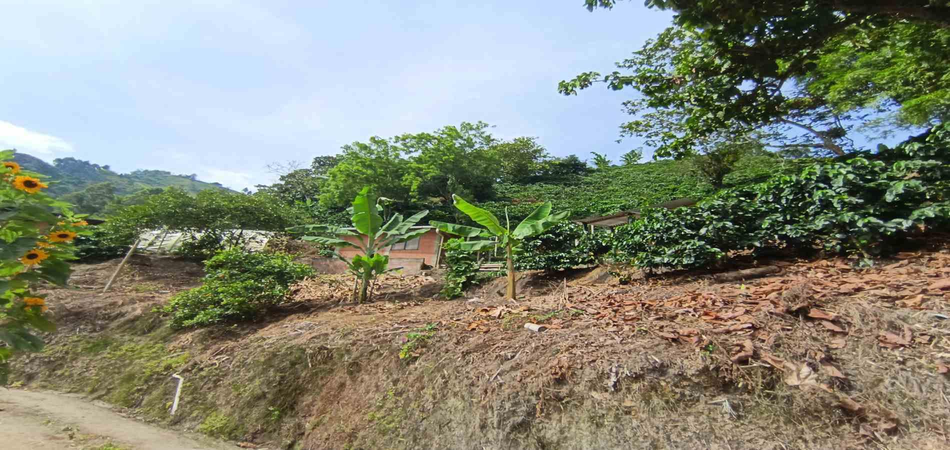 Foto de Finca en Venta en Vereda la palma , Manizales - 21 - 279069356