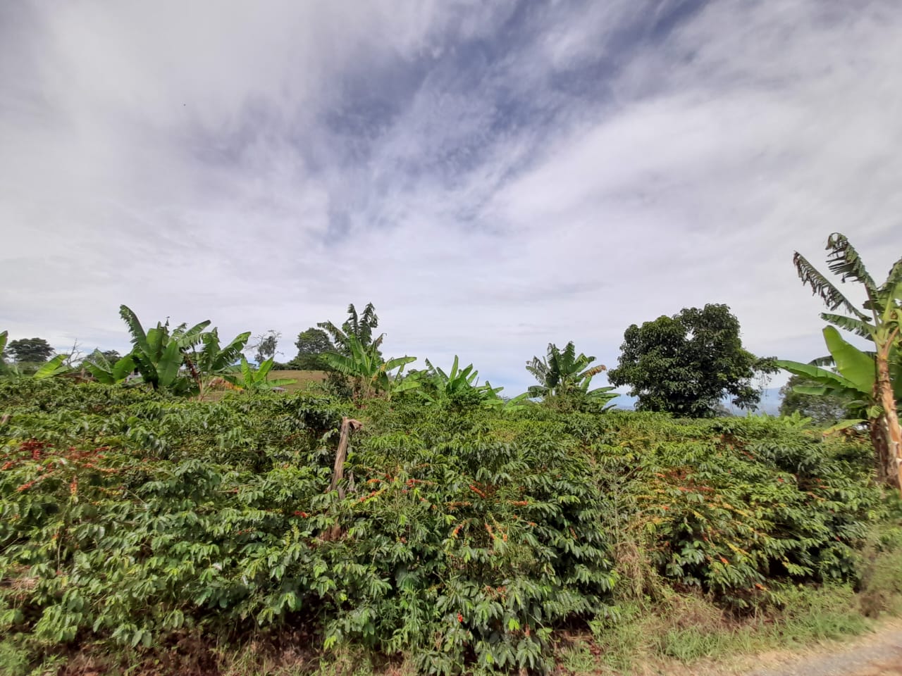 Foto de Lote / terreno en Venta en Arabia, Pereira - 9 - 279059189