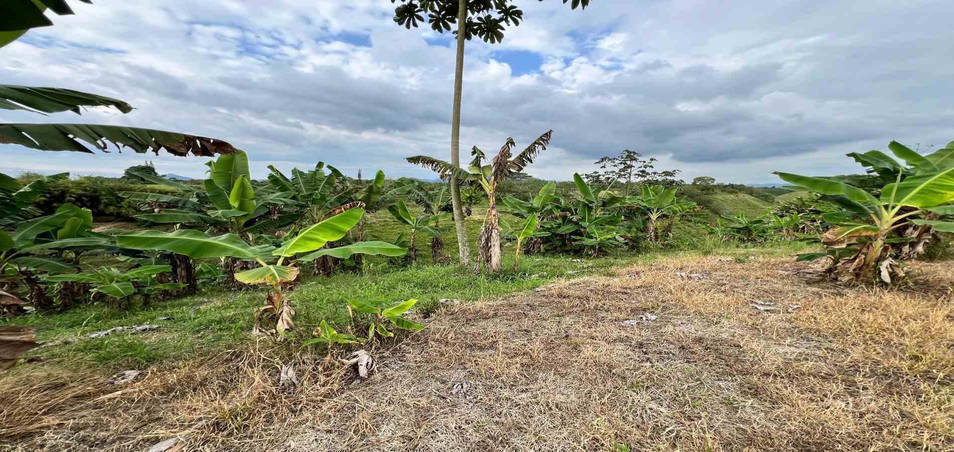 Foto de Lote / terreno en Venta en Armenia, Armenia  - 3 - 279067125