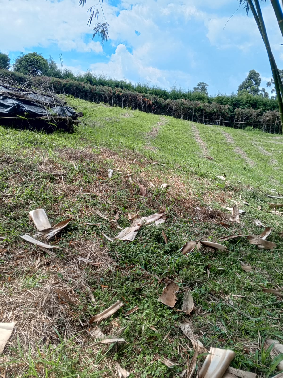 Foto de Lote / terreno para Venta en Via armenia, Pereira - 279062106
