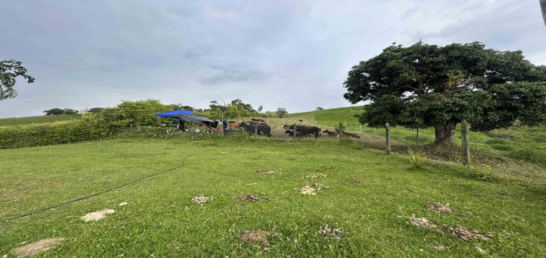 Foto de Finca en Venta en Vereda el placer, Pereira - 11 - 279066578