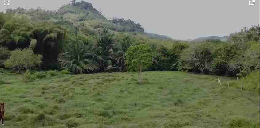 Foto de Lote / terreno en Venta en Vereda santagueda, Palestina - 2 - 279057325