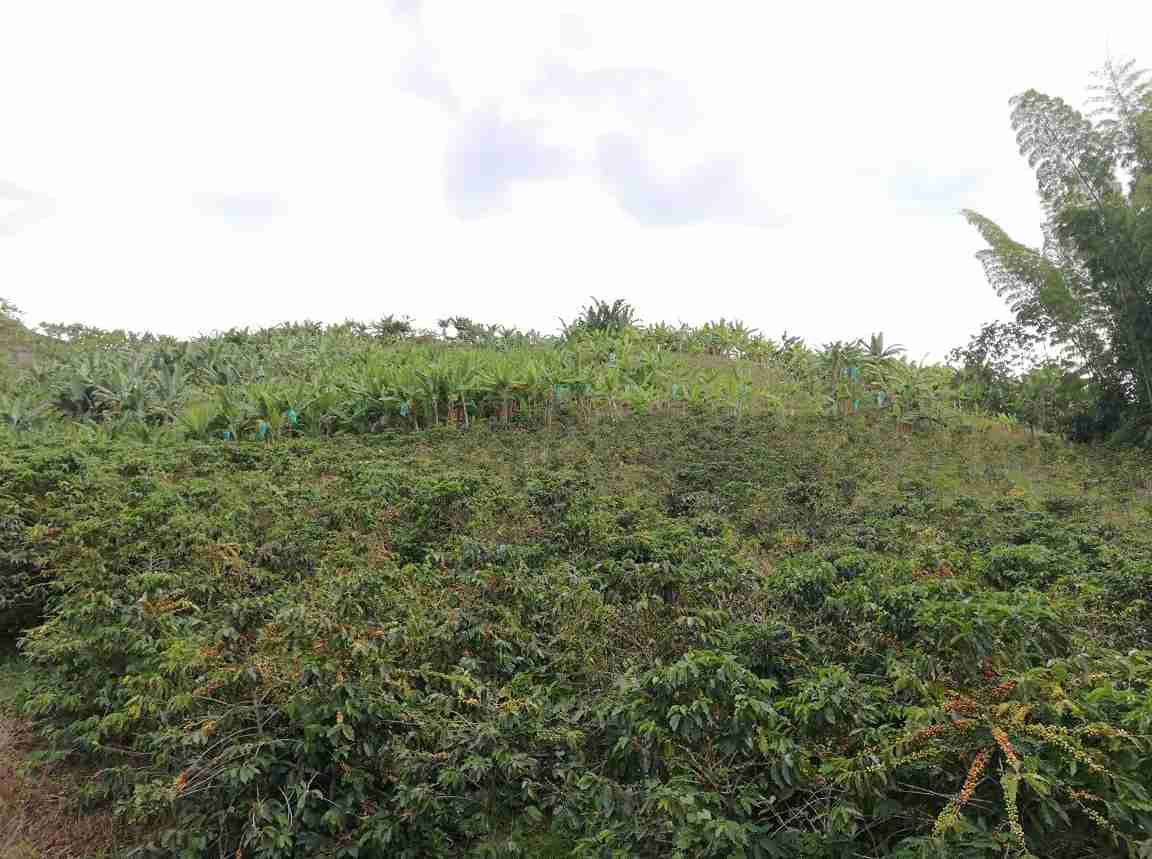 Foto de Lote / terreno en Venta en La cabaña, Manizales - 15 - 279020989