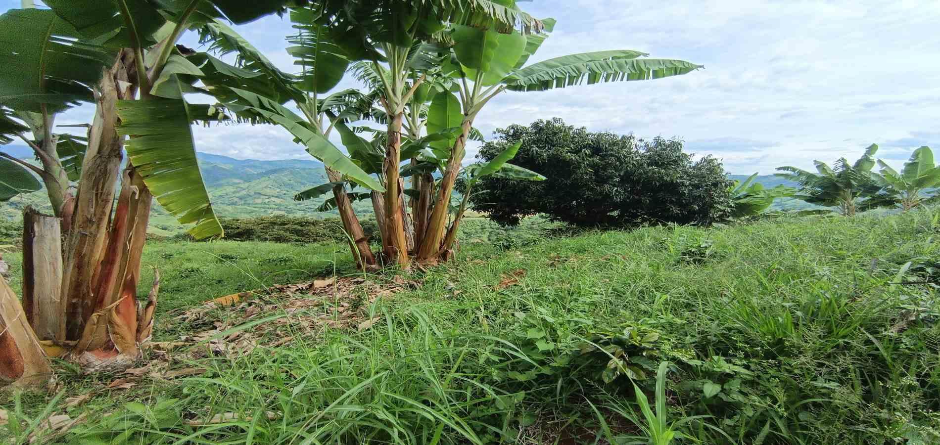 Foto de Lote / terreno en Venta en San peregrino, Manizales - 21 - 279068552