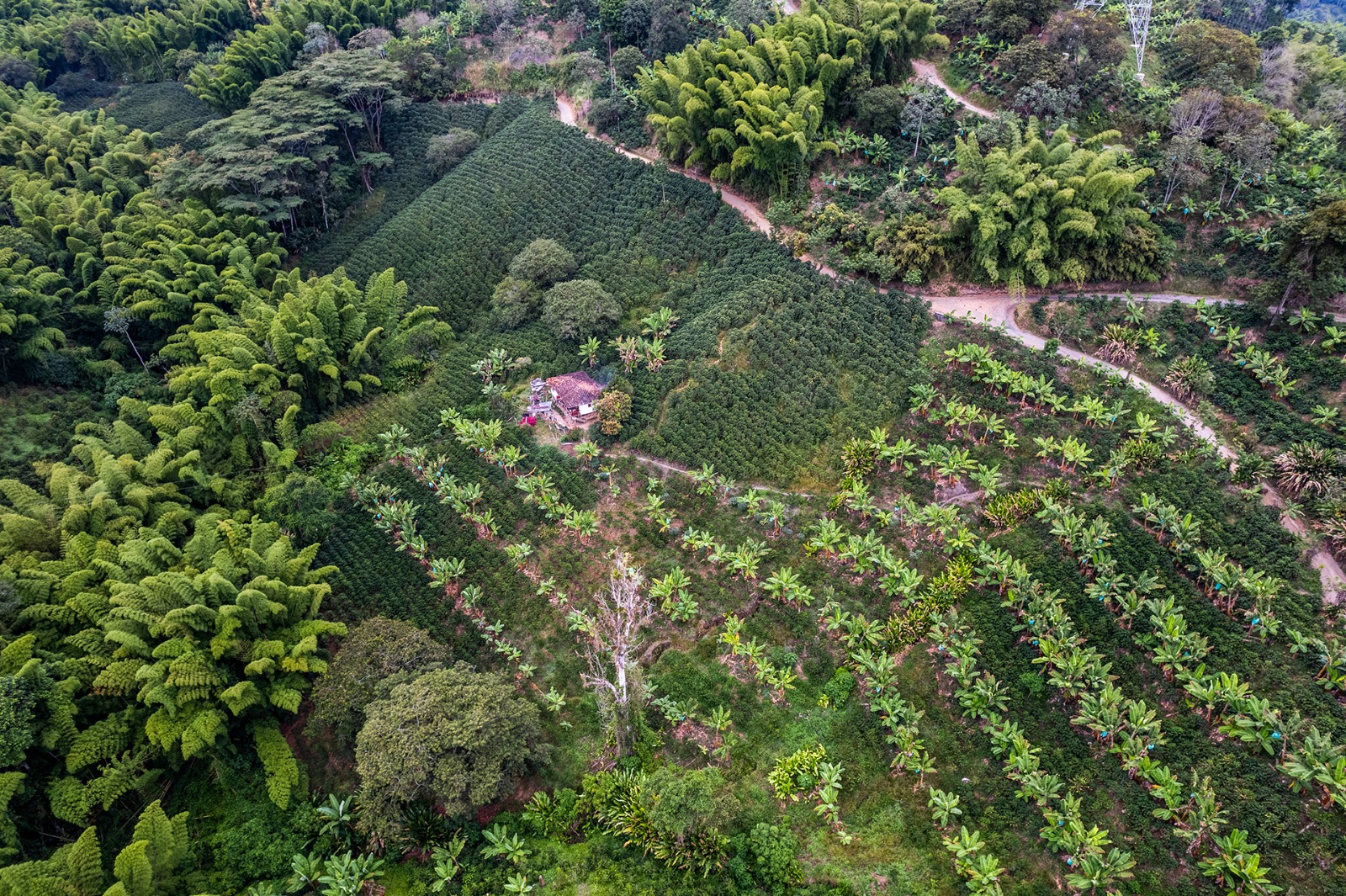 Foto de Finca en Venta en Vereda el corozo, Neira - 11 - 279053406