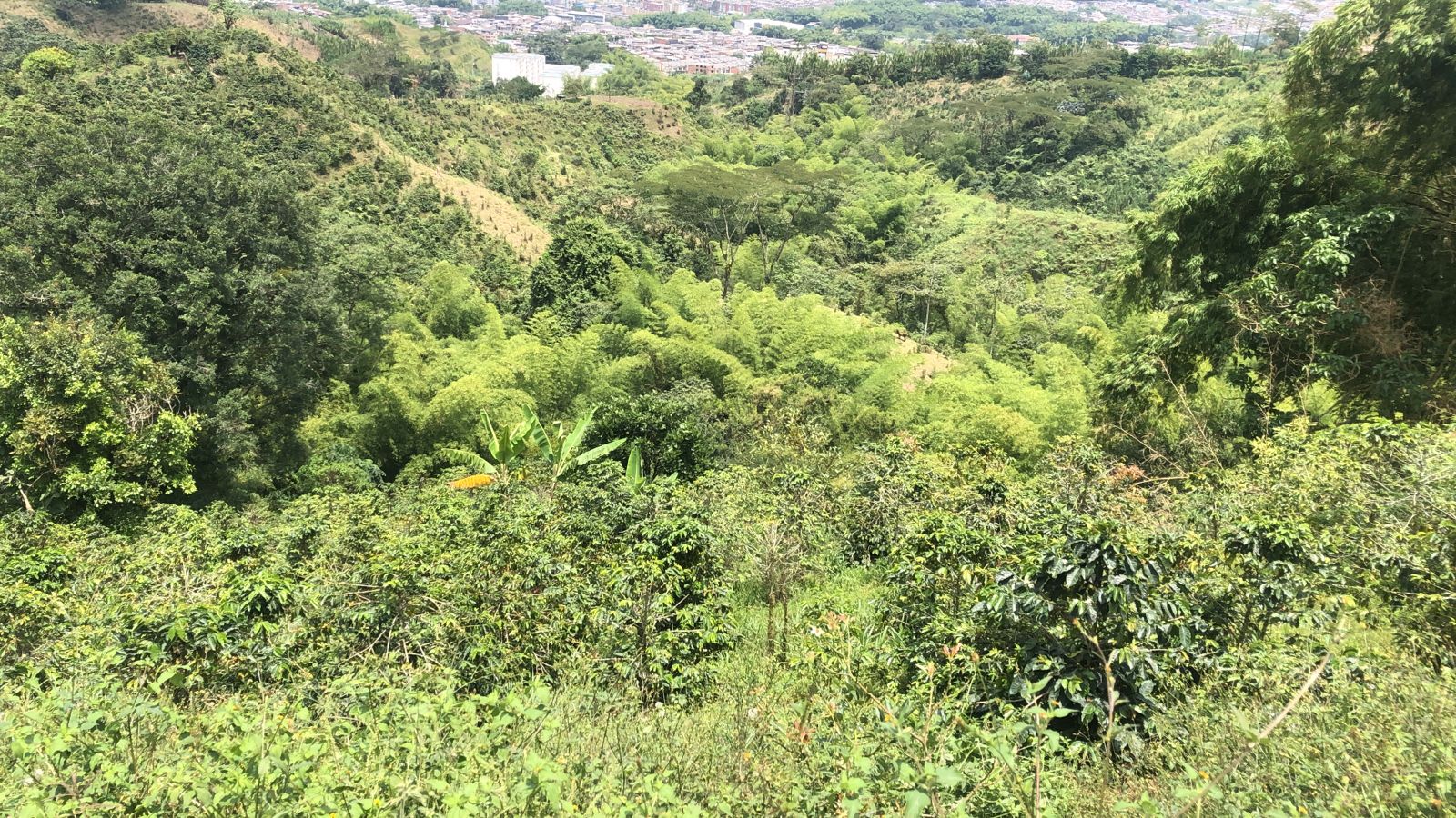 Foto de Lote / terreno en Venta en Dosquebradas, Dosquebradas - 2 - 279053269